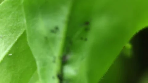 Insect Stock Footage 131848299
