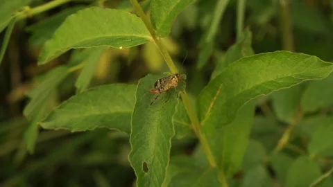 Insect Stock Footage 134009773