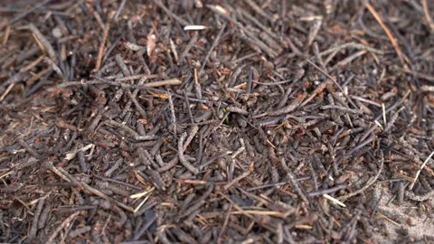 Insect Stock Footage 145312744