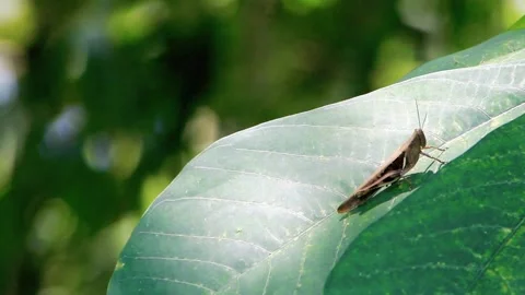 Insect Stock Footage 196677173