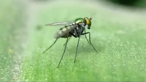 Insect Stock Footage 230960785