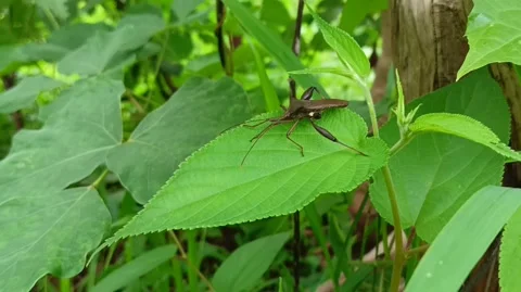 Insect Stock Footage 231834227