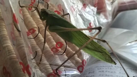 Insect Stock Footage 238895662