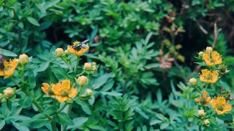 Insect Stock Footage 239278120