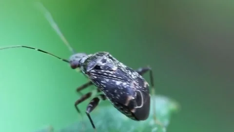 An insect Stock Footage 240257599