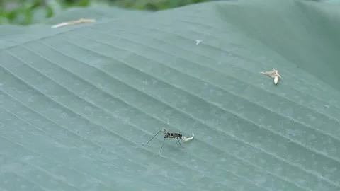 Insect Stock-Footage 279178267