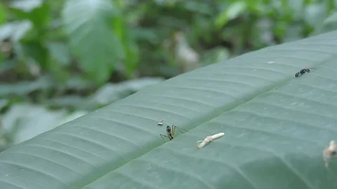Insect Stock-Footage 279178315