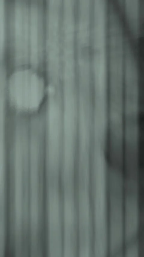 Insect 스톡 동영상 296483057