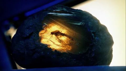 Insect Fossilized In Rock Lit Up In Laboratory Stock Footage 234459526