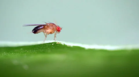 Insect Fruit fly on a green leaf Stock Footage 66908684