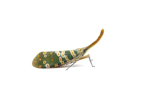 Insect : Fulgorid bug, Planthopper, Lanternflies, Pyrops candelaria, Pyrops c Foto stock