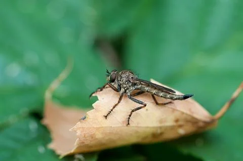 Insect gad horse fly Foto stock
