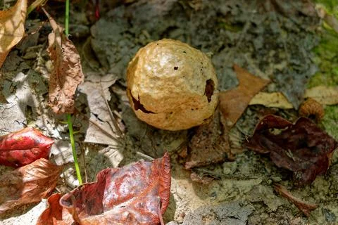 Insect gall on the ground Stock Photos