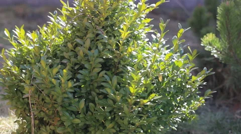 Insect in the Garden Stock Footage 62204745