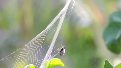 Insect garden spider Stock Footage 93440333