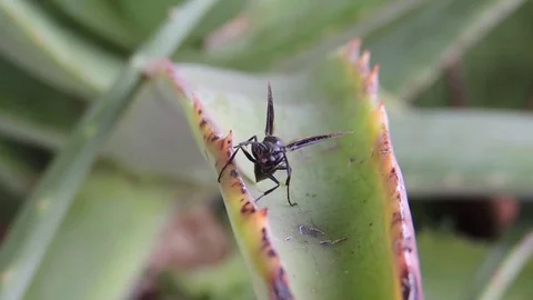 Insect garden wasp Stock Footage 93440336