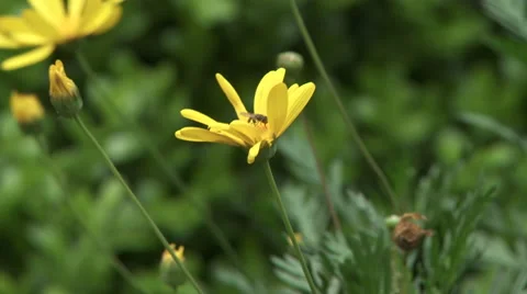 Insect gathering pollen Stock Footage 48041609