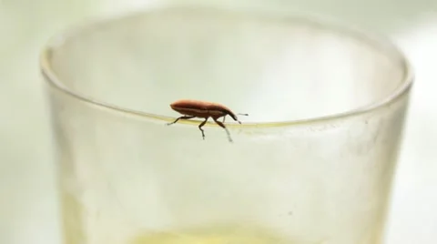 Insect glass Vídeos de archivo 11939681