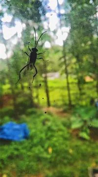 An insect on a glass Stock Photos