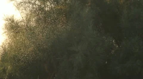 Insect Golden Swarm Stock Footage
