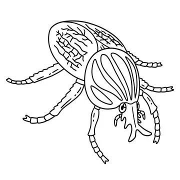 Insect Goliath Beetle Isolated Coloring Page Stock Illustration
