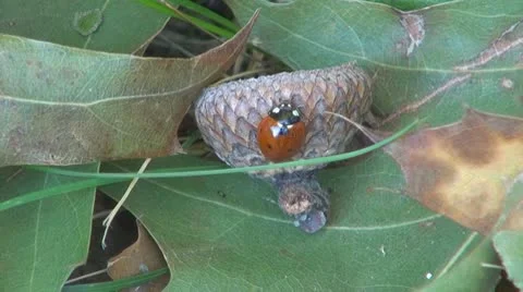 Insect  in the grass Stock-Footage 8925532