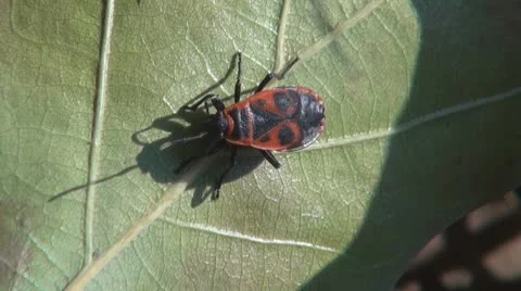 Insect  in the grass Stock Footage 8925606