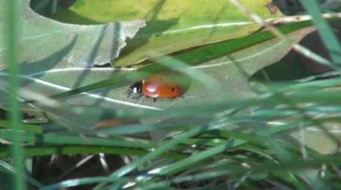 Insect  in the grass Vídeos de archivo 8925658