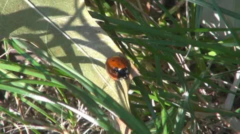 Insect  in the grass Stock Footage 8925726