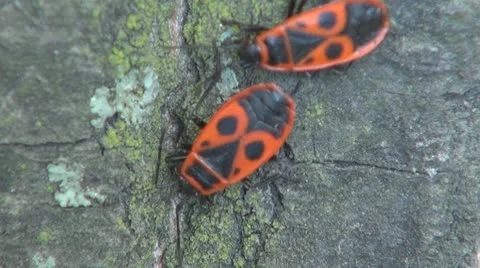 Insect  in the grass Stock-Footage 8925727
