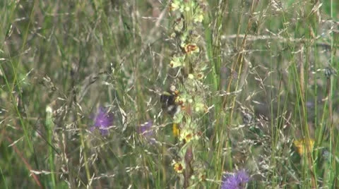 Insect  in the grass Stock-Footage 10562744