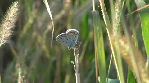 Insect  in the grass Stock-Footage 10562781