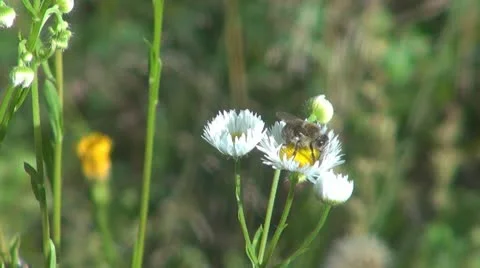 Insect  in the grass Stock-Footage 10562791
