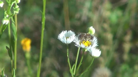 Insect  in the grass Vídeos de archivo 10562801