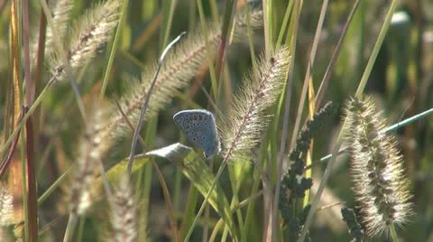 Insect  in the grass Vídeos de archivo 10562802