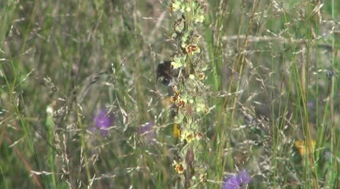 Insect  in the grass Stock Footage 10562821
