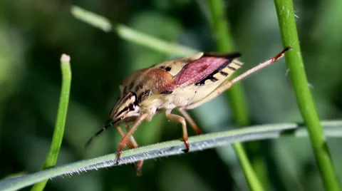 Insect in The Grass Stock Footage 37019980