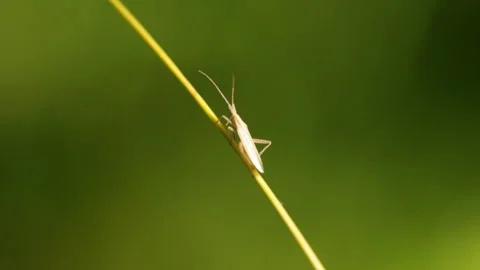 Insect on the grass 库存影片 147937448