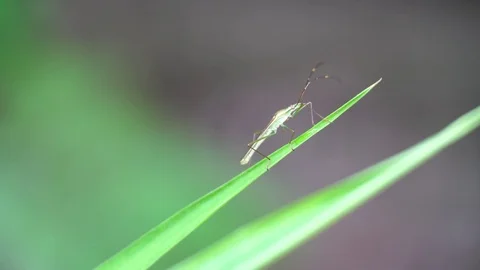 Insect on of grass with green Background, Insect close-up Video stock 114873393