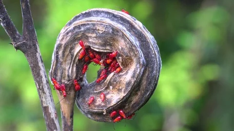 Insect on of grass, Insect close-up, small ant, red bug Video stock 114869080