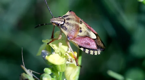 Insect In The Grass. Macro Video. Stock Footage 37020370