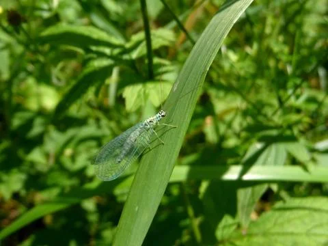 Insect on grass Stock Photos