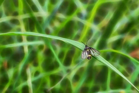 Insect on the grass Foto stock