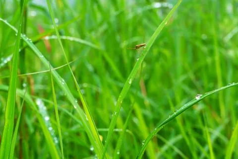 Insect on the grass Stock Photos