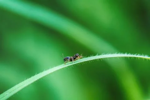Insect on the grass Foto stock