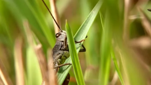 Insect grasshopper eats a blade of grass close-up in a natural environment Video stock 187840173
