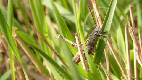 Insect grasshopper eats a blade of grass close-up Stock Footage 189362565