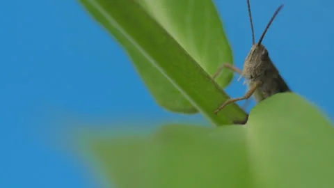 Insect grasshopper Vídeos de archivo 246885174