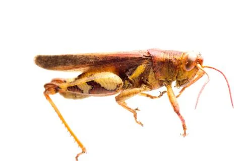 Insect grasshopper locust Foto stock