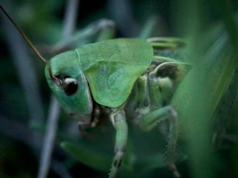 Insect grasshopper sitting in the grass Stock Photos